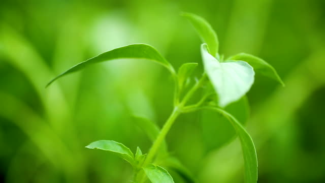 growing in the open air, young green basil