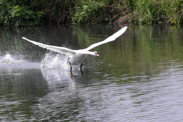 istock Flying male mute swan in Canada goose chase 962686000