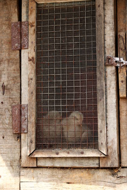baby chicken, Asia, Animal, Annapurna Conservation Area,  Chicken - Bird