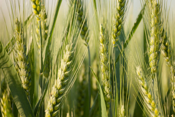 istock close up on green wheat ears on late spring 962687866