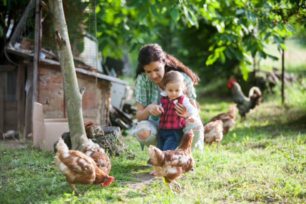 istock mother and daughter having fun at chicken farm 962688618