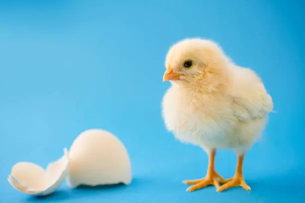 Photo of Newborn yellow chicken and broken eggs