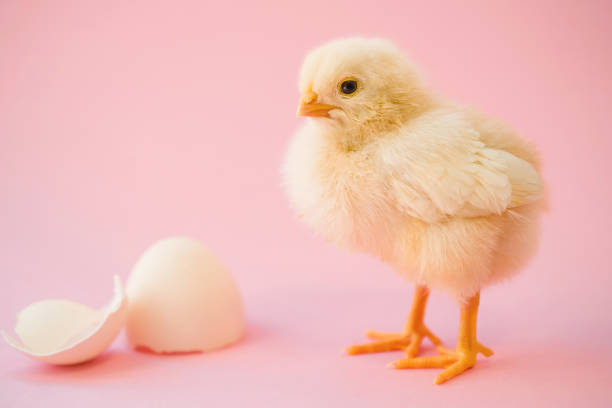 istock Newborn yellow chicken and broken eggs 962689274