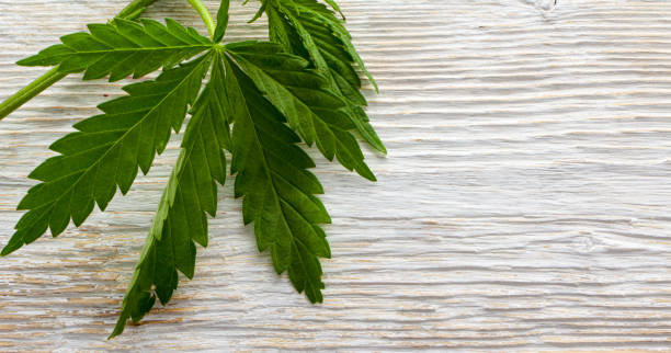 istock A hemp sheet on a white wooden background 962691530