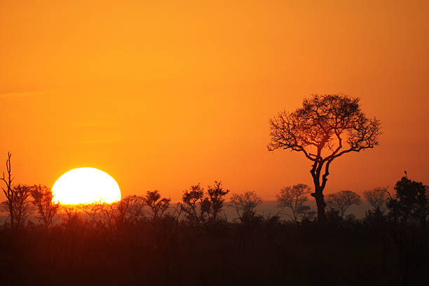 Sunset with trees, large sun and orange sky, Savute Area of Chobe National Park, Botswana.  silhouette.