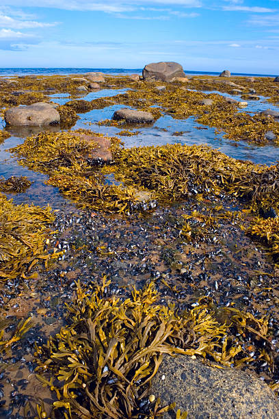 istock Mussels and seaweed 96269274
