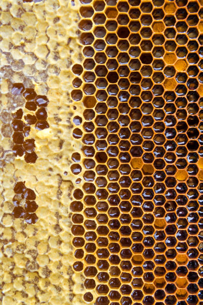 istock Honeycombs with honey. Natural background. 962692808