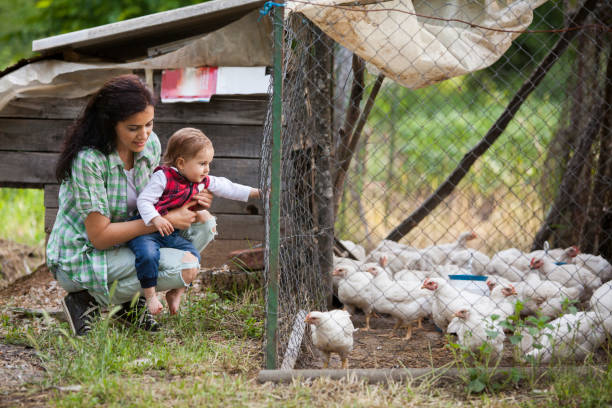 istock mother and daughter having fun at chicken farm 962693078