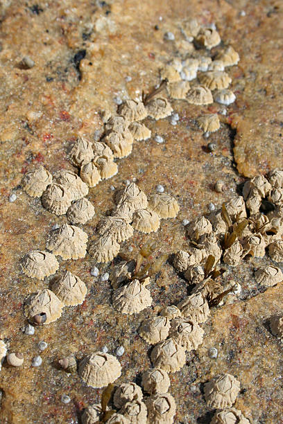 공통접지 도토리 barnacles on 화강암 바위 스톡 사진