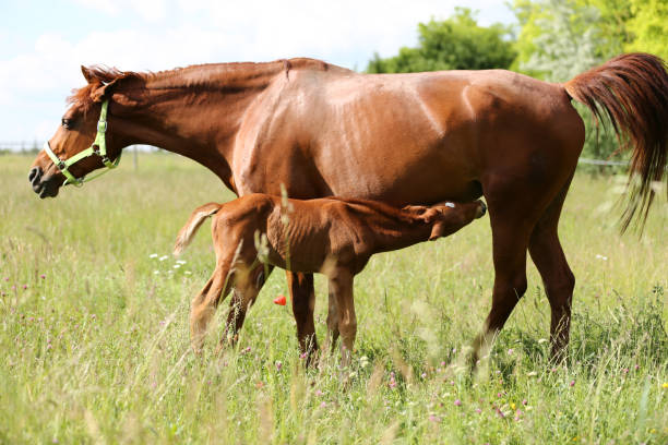 istock Summer landscape with one weeks old little foal 962694138
