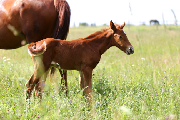 istock Summer landscape with one weeks old little foal 962695336