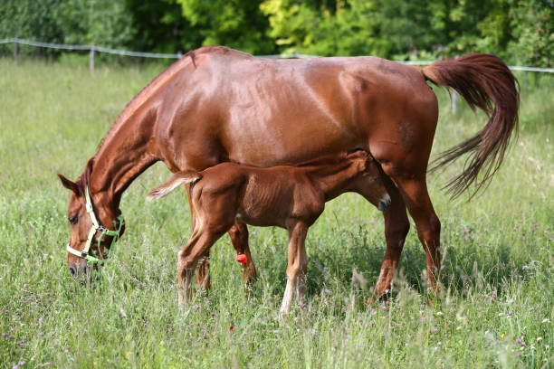 istock Farm animals grazing on pasture summertime 962695494