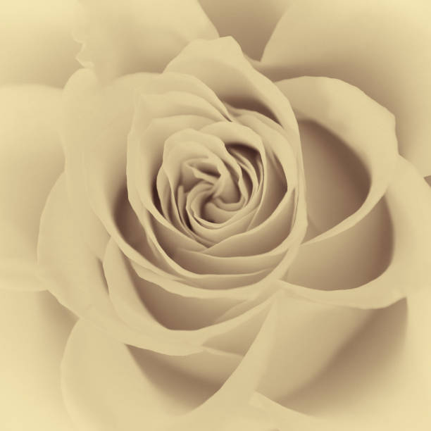 Rose flower