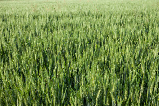 istock close up on green wheat ears on late spring 962695842