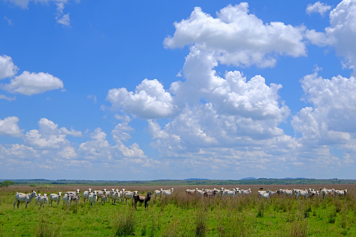 Nice herd of free range cows cattle on pasture, Paraguay, South America