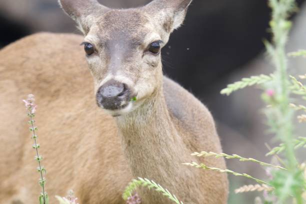 istock Shiloh Ranch Regional California deer. 962696462
