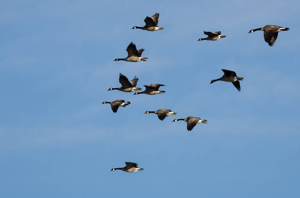 istock Flock of Canada Geese Flying in a Blue Sky 962696484