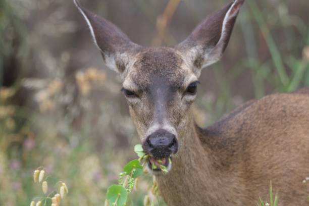 istock Shiloh Ranch Regional California deer. 962696506