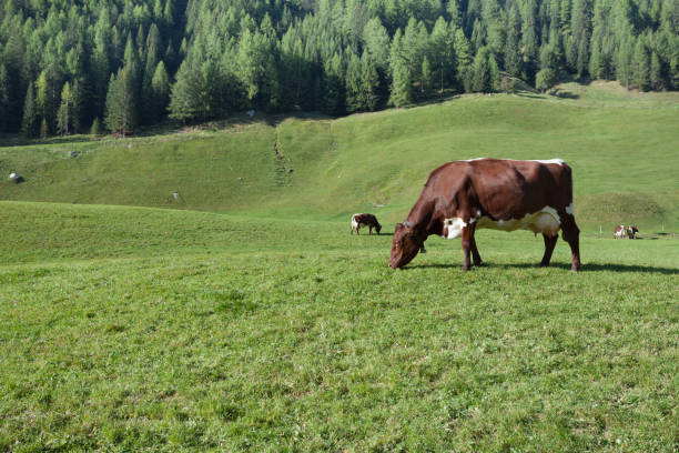 istock Some cows in a pasture in Ahrntal in Italy 962696524
