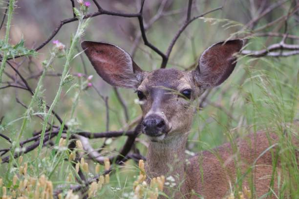 istock Shiloh Ranch Regional California deer. 962696570