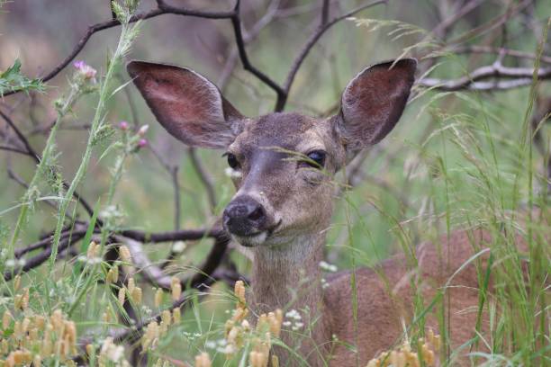 istock Shiloh Ranch Regional California deer. 962696578