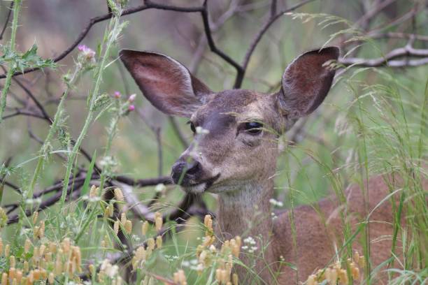 istock Shiloh Ranch Regional California deer. 962696594