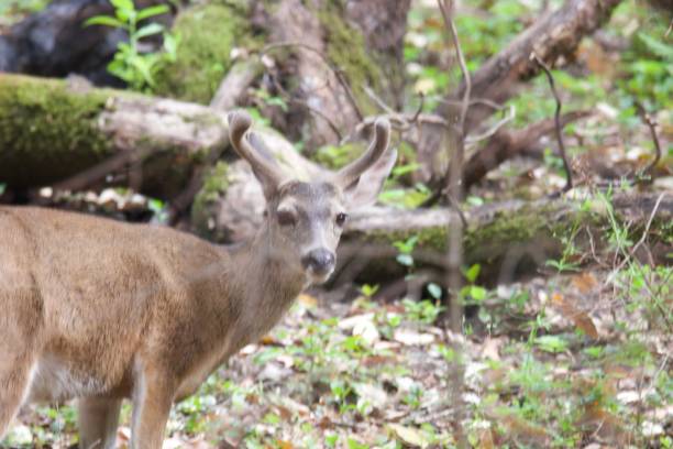 istock Shiloh Ranch Regional California deer. 962696778