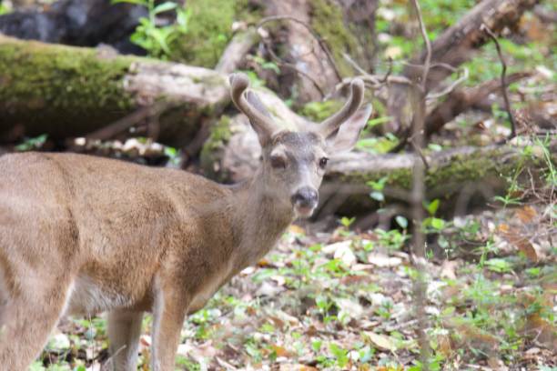 istock Shiloh Ranch Regional California deer. 962696800