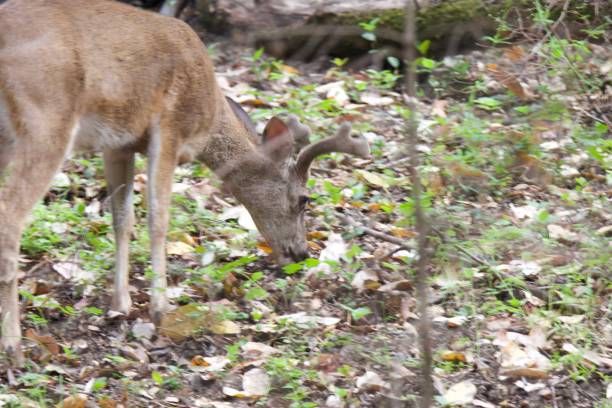 istock Shiloh Ranch Regional California deer. 962696838