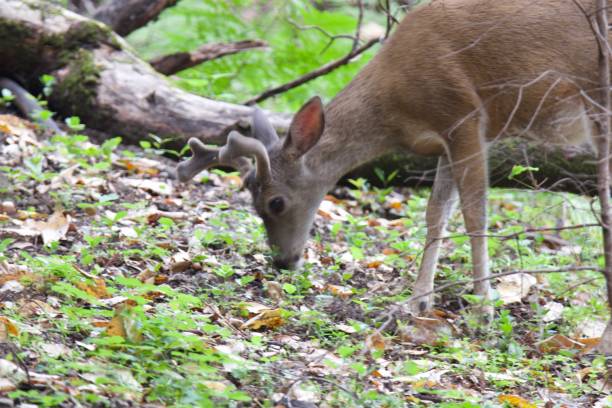 istock Shiloh Ranch Regional California deer. 962696840