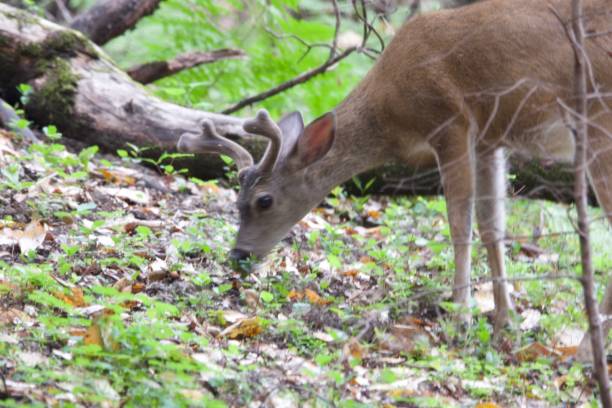 istock Shiloh Ranch Regional California deer. 962696844