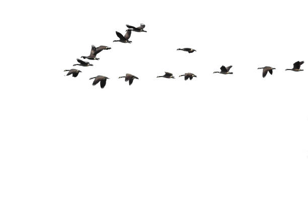 istock Large Flock of Canada Geese Flying on a White Background 962696846
