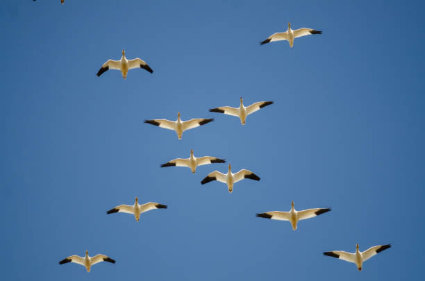 istock Flock of Snow Geese Flying in a Blue Sky 962696902