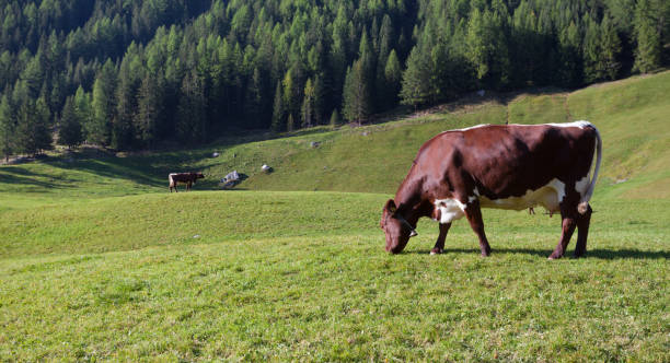 istock Some cows in a pasture in Ahrntal in Italy 962696924