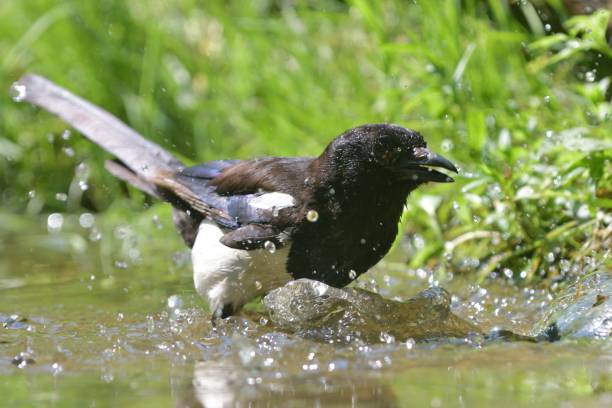 istock European magpie washing (Pica pica) 962697742