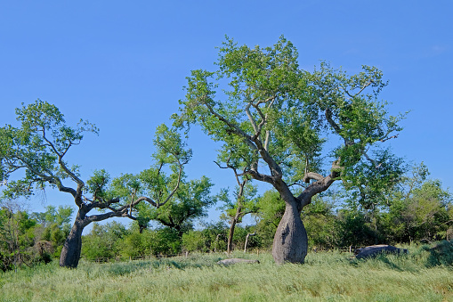 Beautiful huge ceiba trees, chorisia insignis, and landscape of Gran Chaco, Paraguay, South America