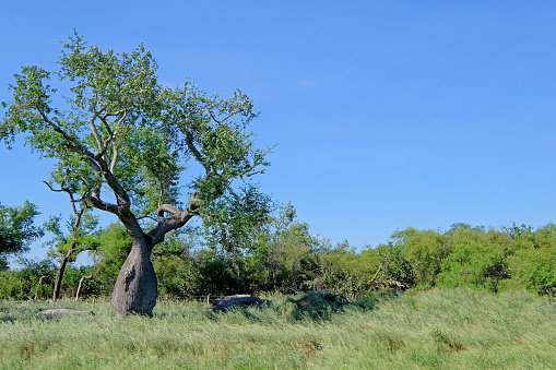 Beautiful huge ceiba trees, chorisia insignis, and landscape of Gran Chaco, Paraguay, South America