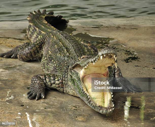 Photo libre de droit de Crocodile banque d'images et plus d'images libres de droit de Crocodile - Crocodile, Crocodile du Siam, Bouche ouverte