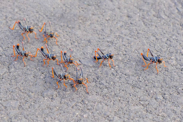 istock Black, orange red grasshopper, Gran Chaco, Paraguay 962700436