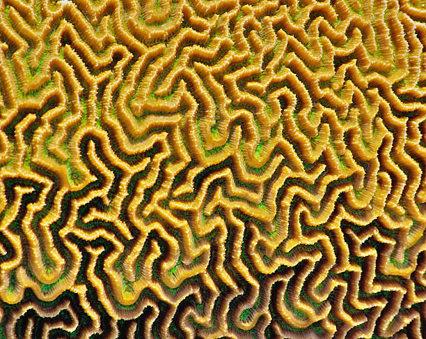 coral green labyrinthine texture stock photo
