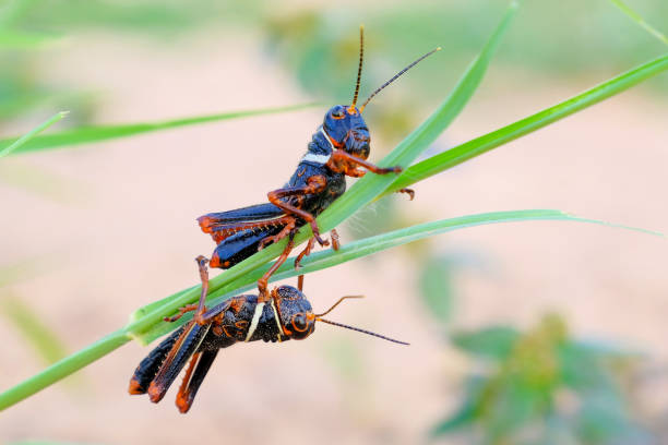 istock Black, orange red grasshopper, Gran Chaco, Paraguay 962700610