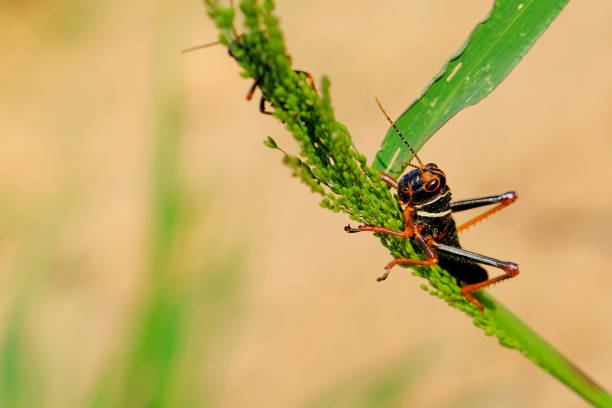 istock Black, orange red grasshopper, Gran Chaco, Paraguay 962700654