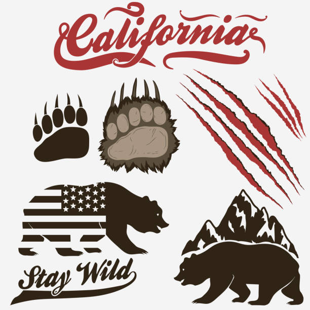 Bear, footprint with claw scratches vector California Bear, grizzly footprint, paw print with claw scratches set. Vector big feet cartoon stock illustrations