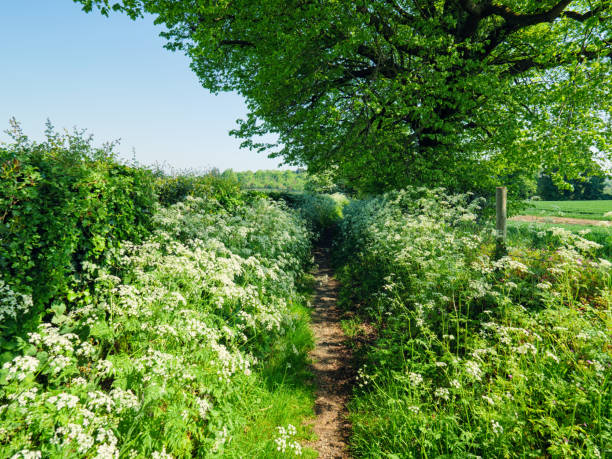 istock Sunny spring countryside,Northern Ireland 962701056