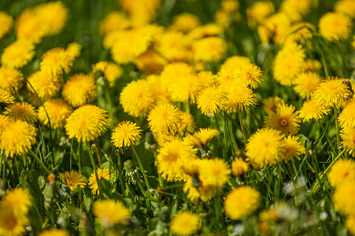 yellow dandelions on the green meadow