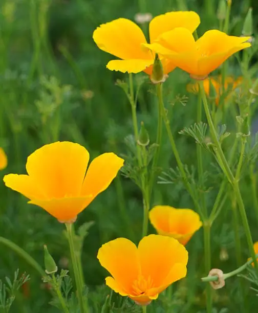 Close up of the flower blooms of  the Eschscholtzia Californica commonly known as the California or Golden Poppy