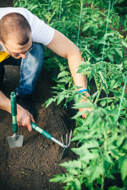 istock Busy man in vegetable garden 962702168