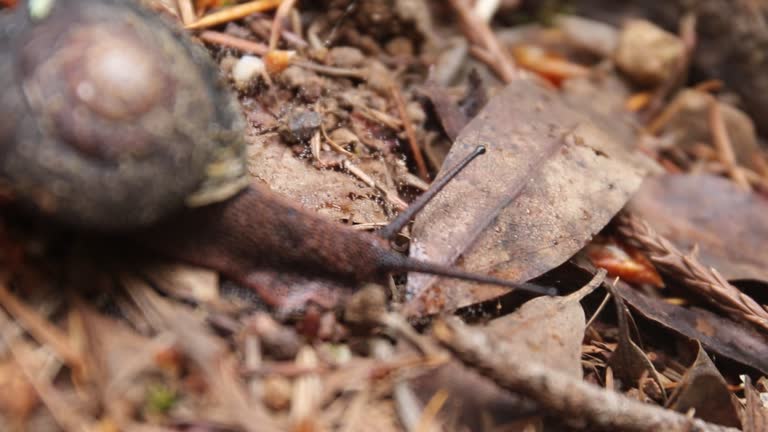 Redwoods - snail.