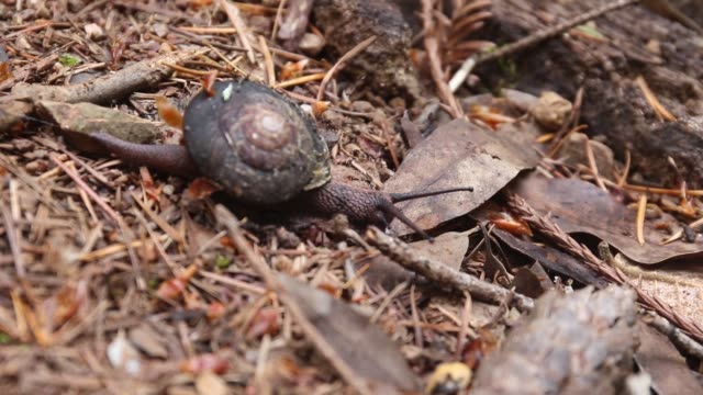 Redwoods - snail.