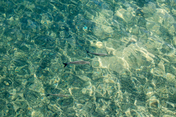 istock Fish in clear water of lanzarote 962705290